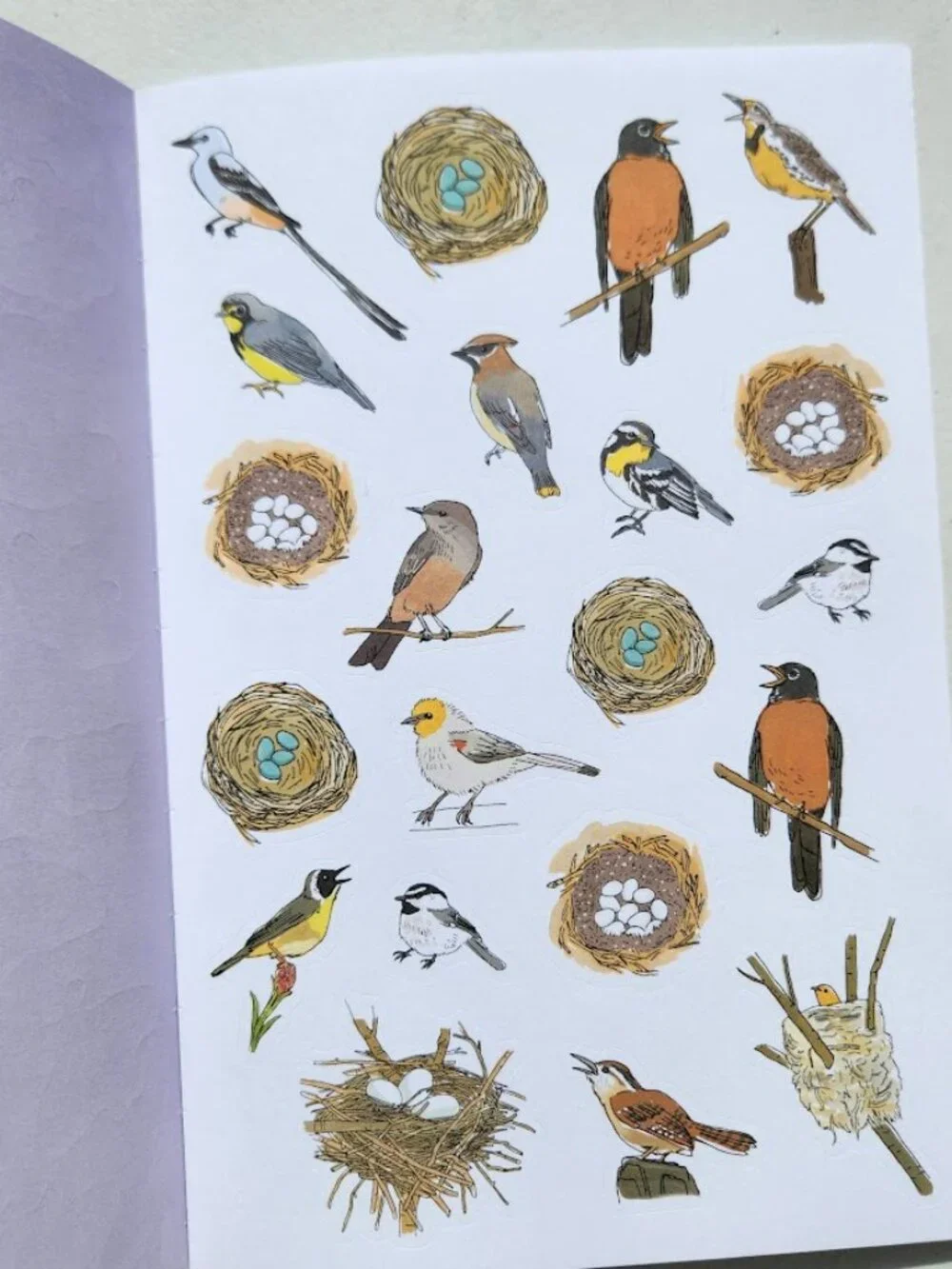 Nature Anatomy Sticker Book Julia Rothman 750 Stickers birds, feathers, wildflow